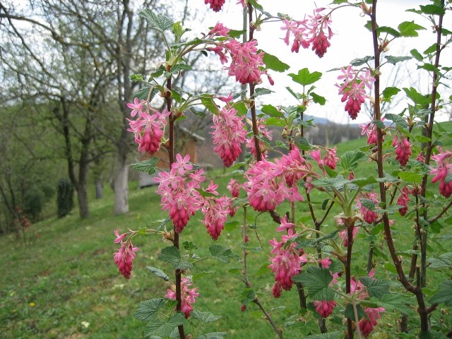 Ribes sanguineum